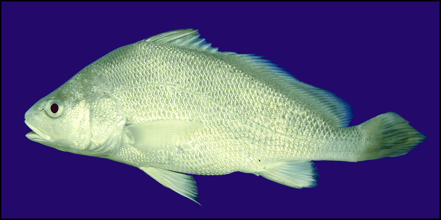 freshwater-drum-aplodinotus-grunniens